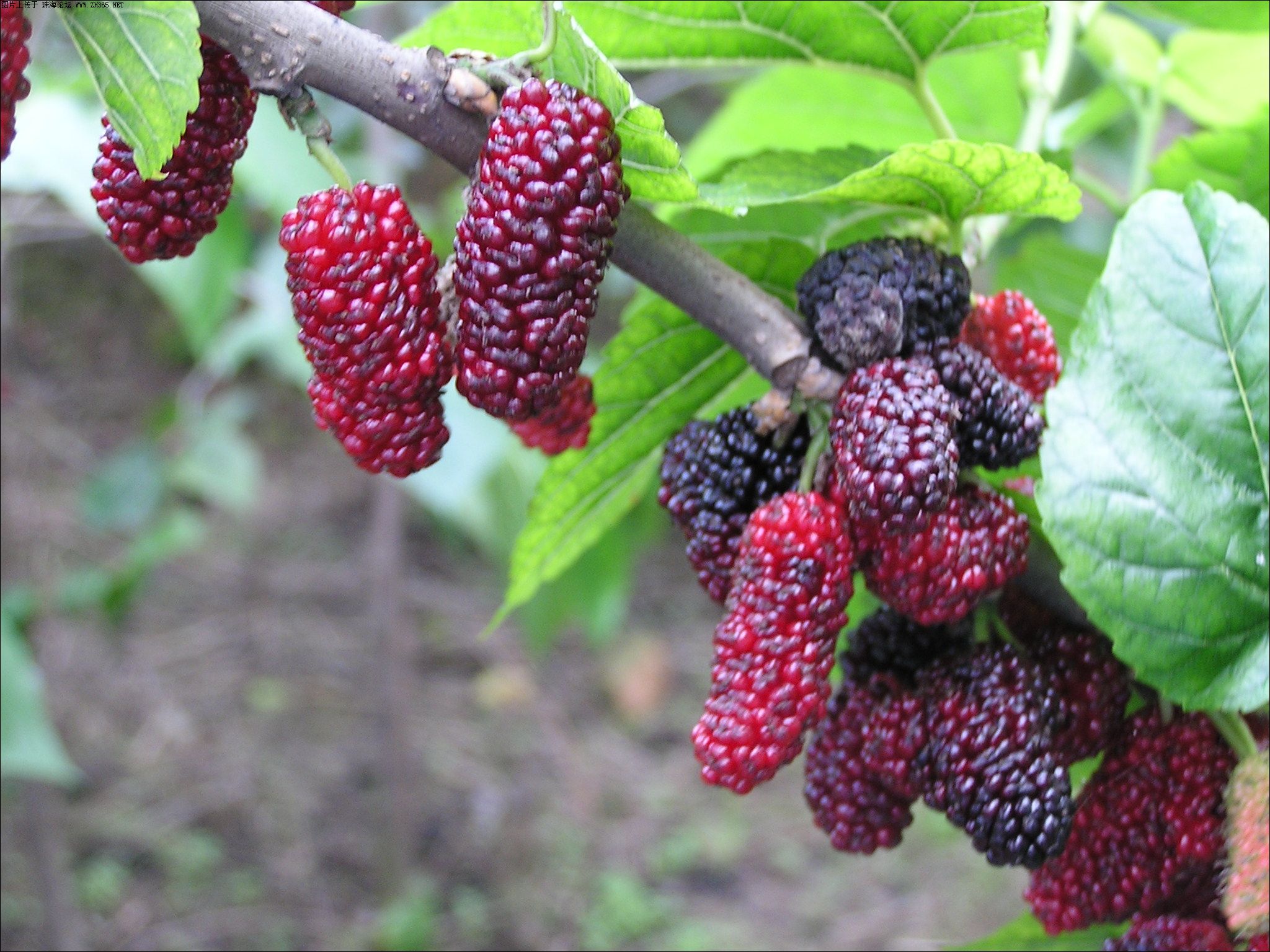 夏天吃哪些既清凉又健康水果,夏天到了这4种水果可多吃消暑