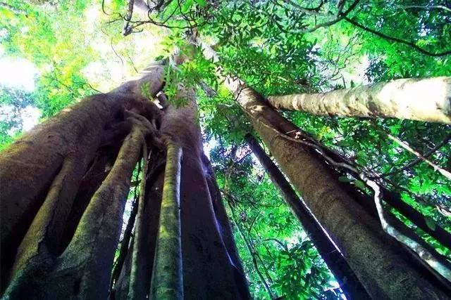 云南西双版纳旅游攻略app,云南西双版纳旅游攻略自由行12月