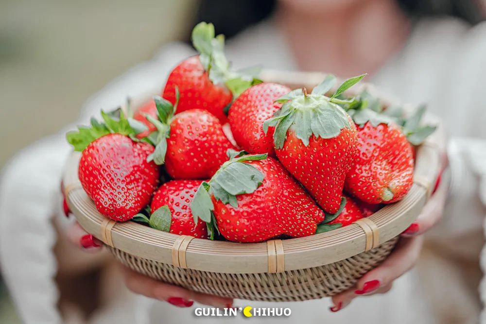 2022桂林周边摘草莓区域,桂林摘草莓的地方