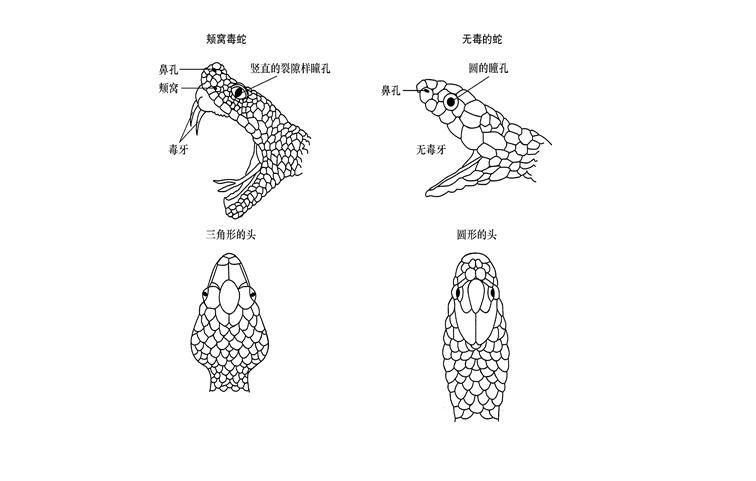 海南蟒蛇看家护院,海南蟒蛇报恩是真的吗