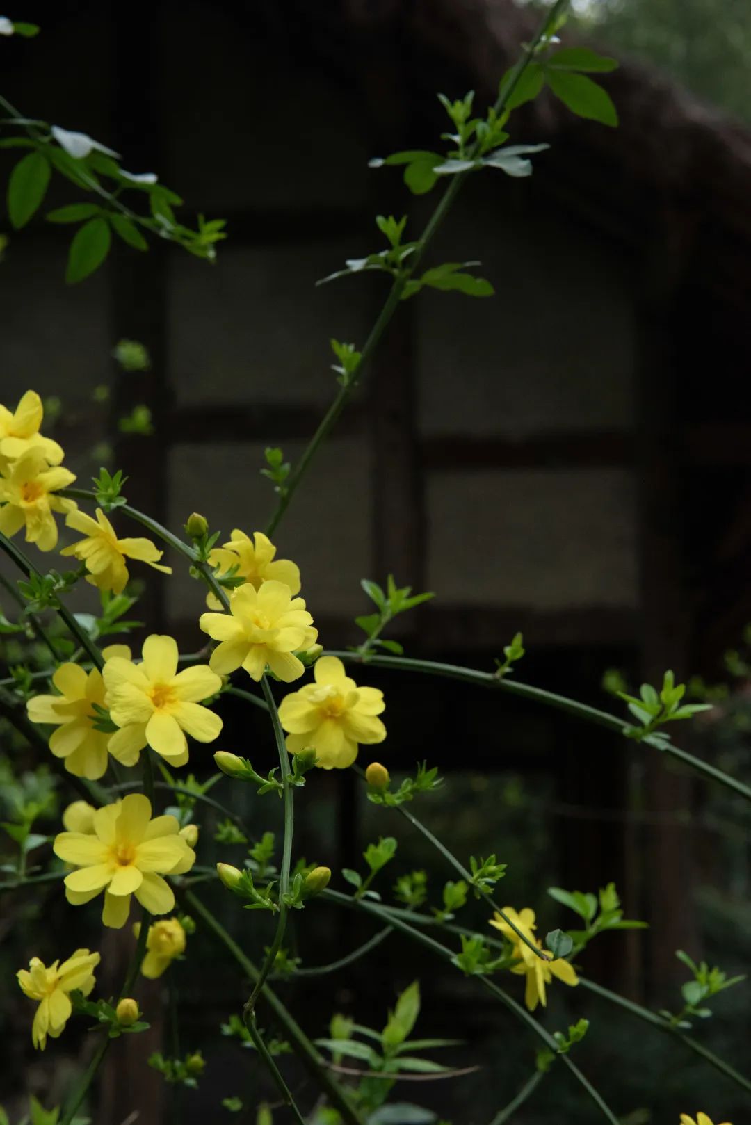 今日秋分丨秋实春华，草堂浮生