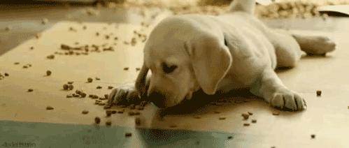 盘点最乖的狗,盘点乖的狗狗