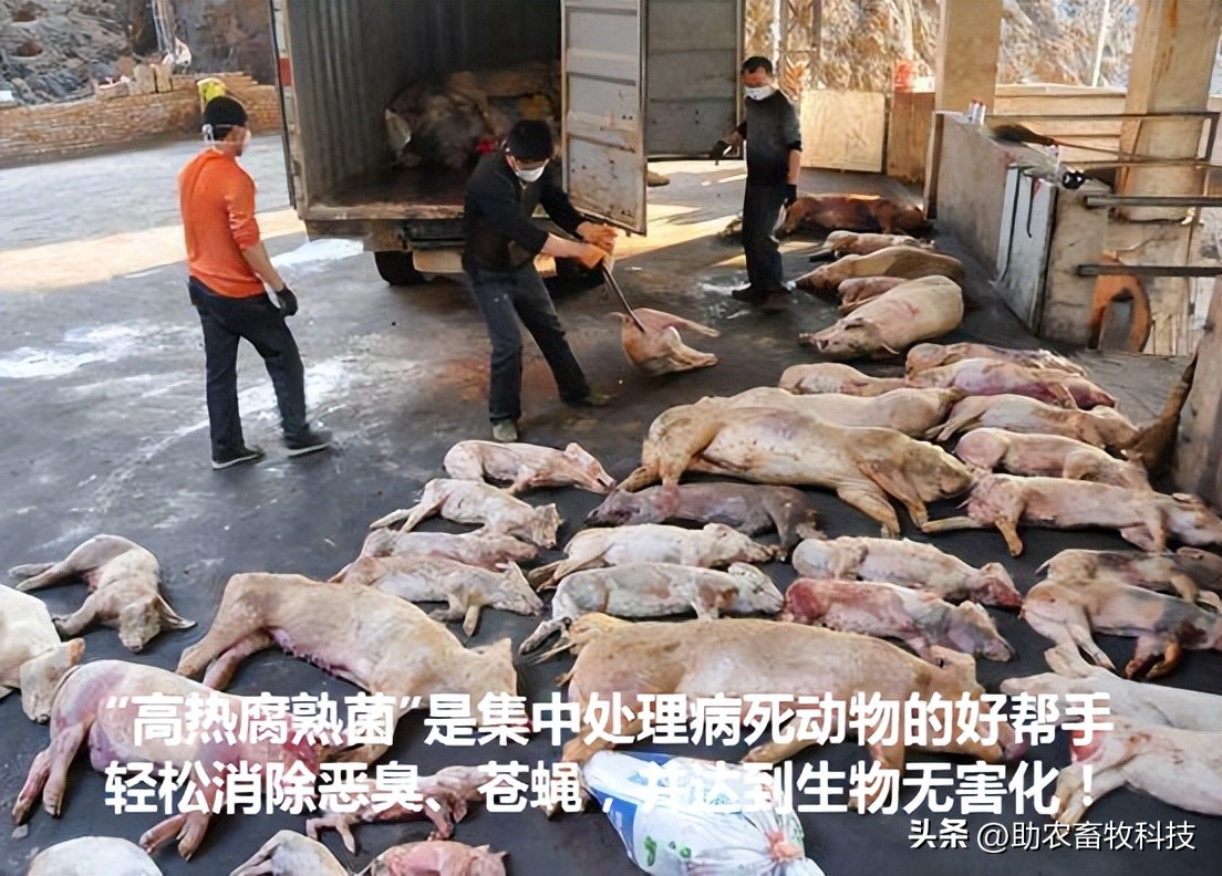 如何提高育肥羊经济效益,育肥猪养殖项目目的是什么