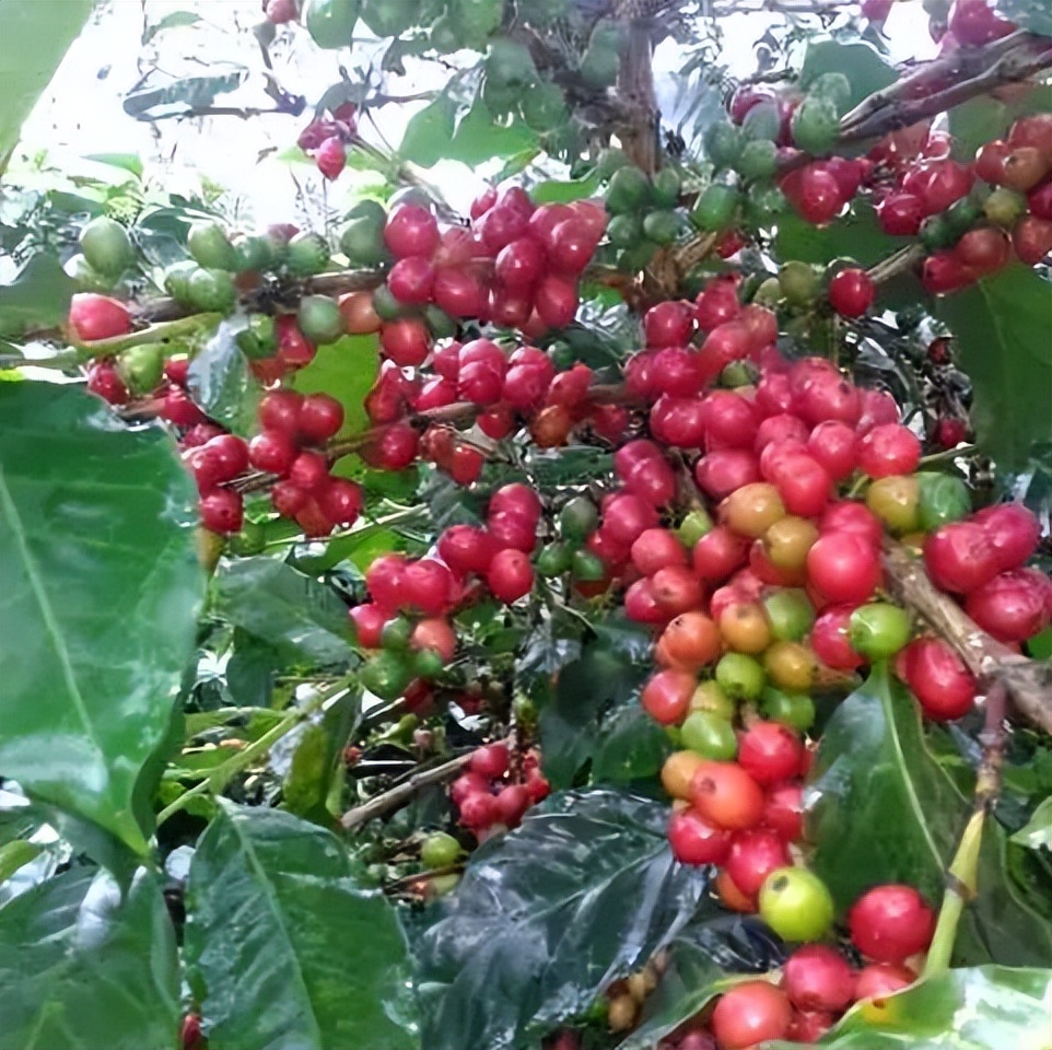 阿拉比卡豆咖啡四大产区,咖啡品种阿拉比卡