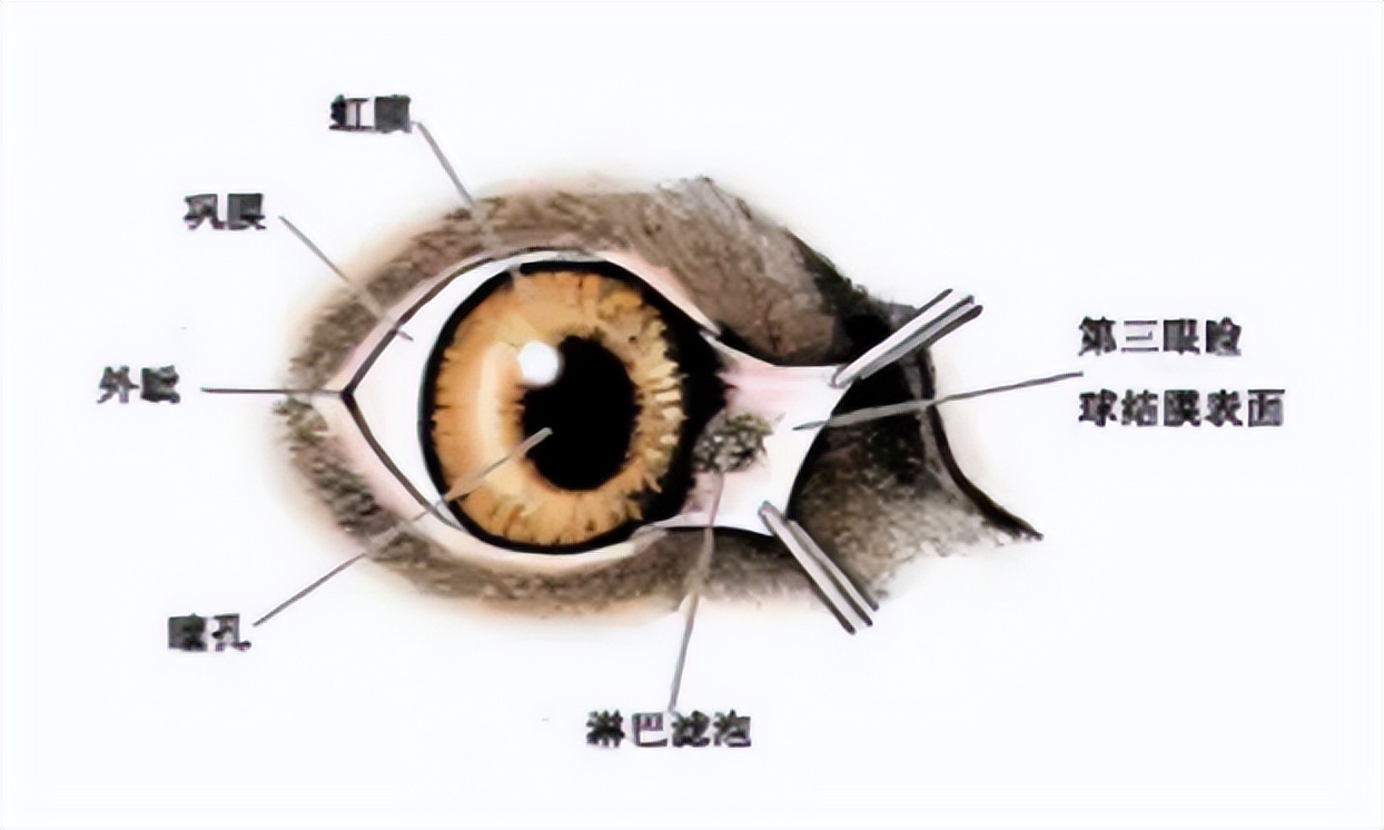 狗狗第三眼睑脱出能自愈吗,狗狗第三眼睑脱出怎么办