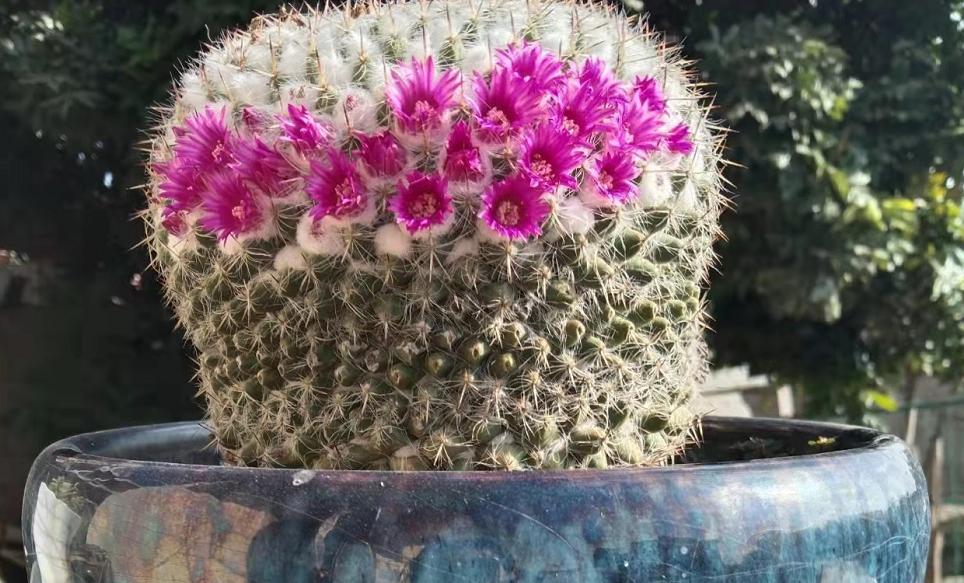 仙人球养护技巧和方法,仙人球的病虫害如何防治呢