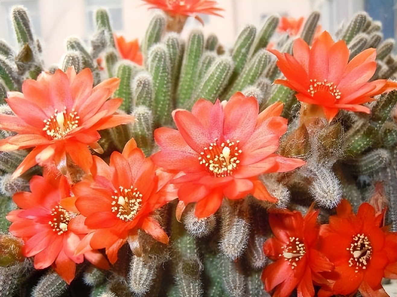 5种漂亮花四季开花,4种漂亮花好养易活