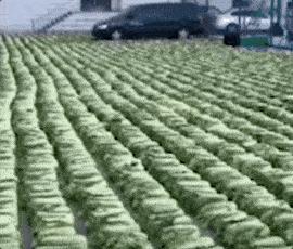 东北人冬天买白菜,盘点东北人买白菜