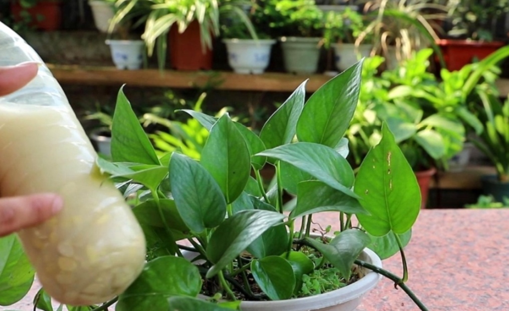 绿萝这样浇水不黄叶不烂根,教你几个小技巧让绿萝枝繁叶茂