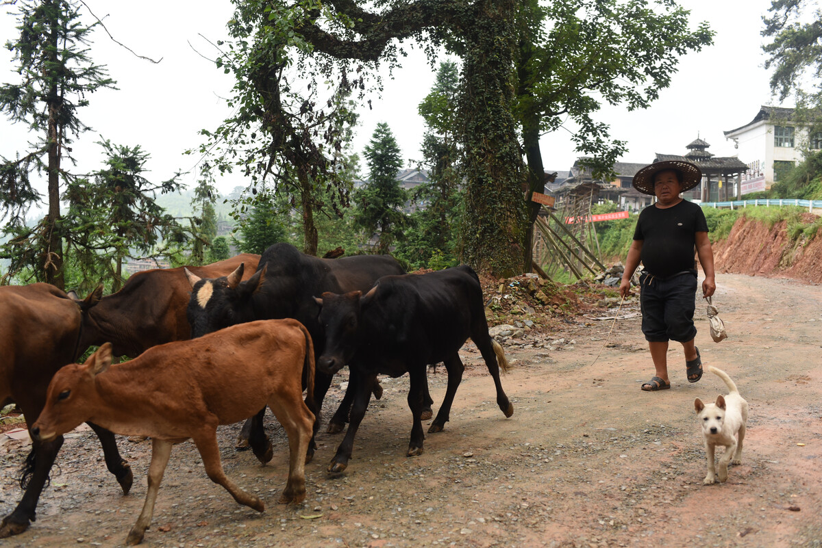 农村生意创业项目,农村独门生意项目