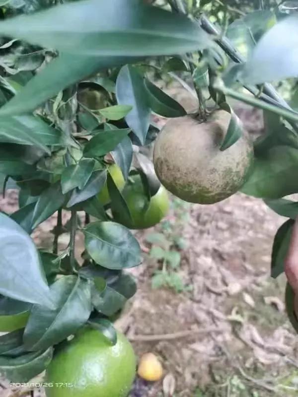 柑橘打药最佳时间和方法,柑橘打药用量多少