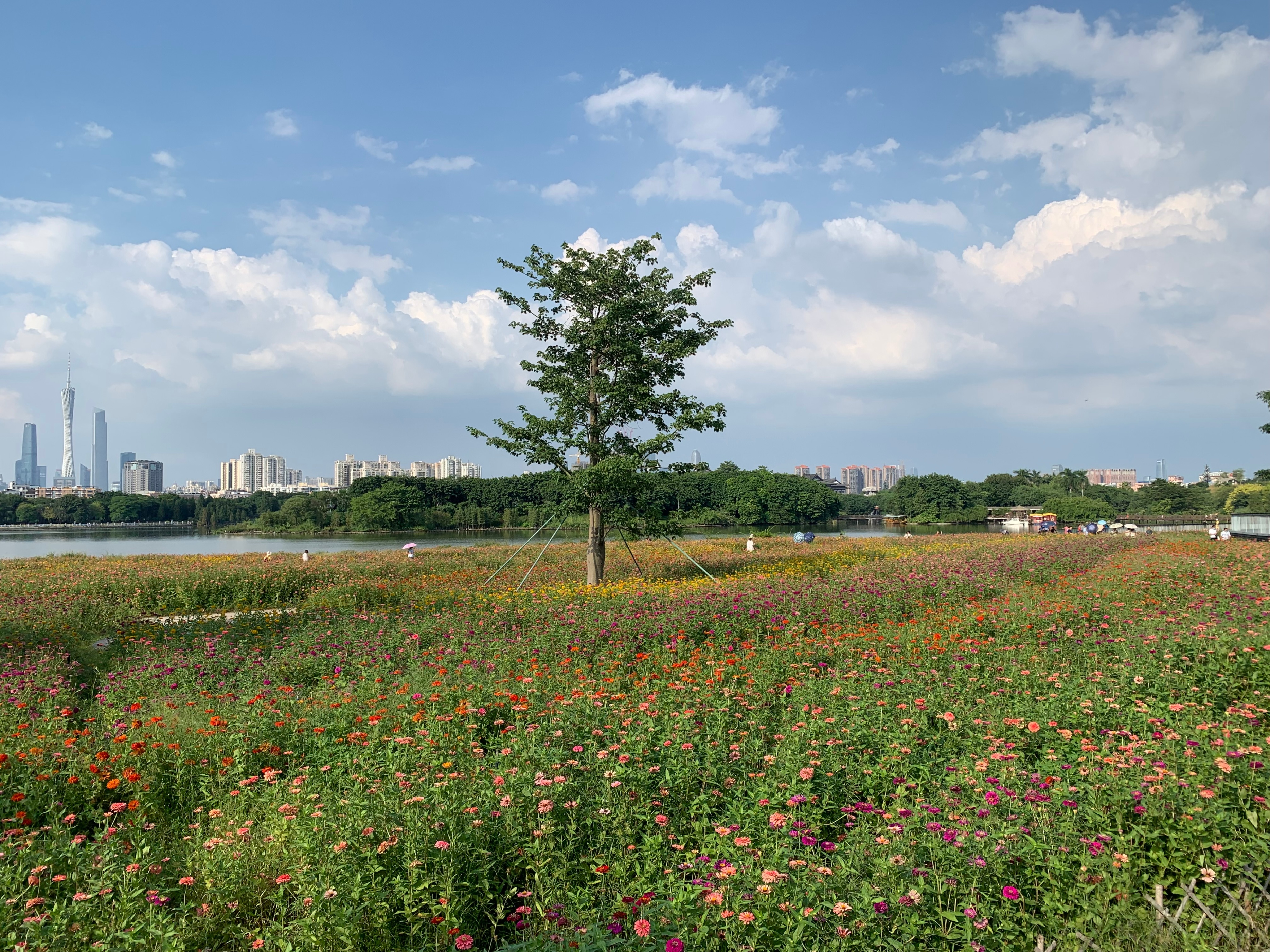 广州海珠湿地公园游玩攻略一日游,海珠湖湿地公园最佳游玩时间