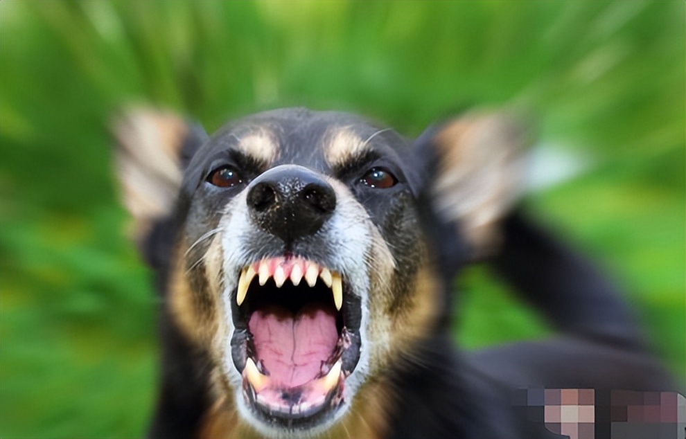 养的狗狗咬人算不算正当防卫,要你狗命原声