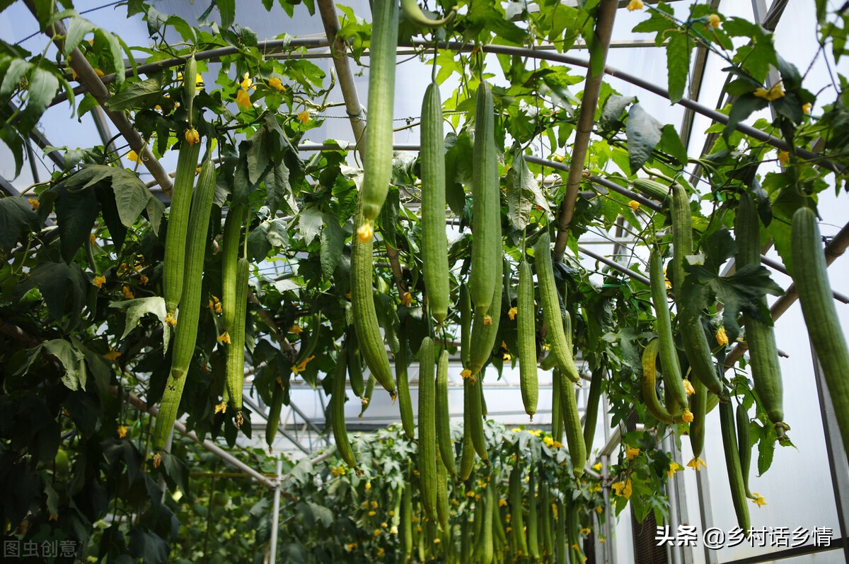 丝瓜苦瓜怎么做好吃,丝瓜苦瓜小懒瓜如何整枝打蔓