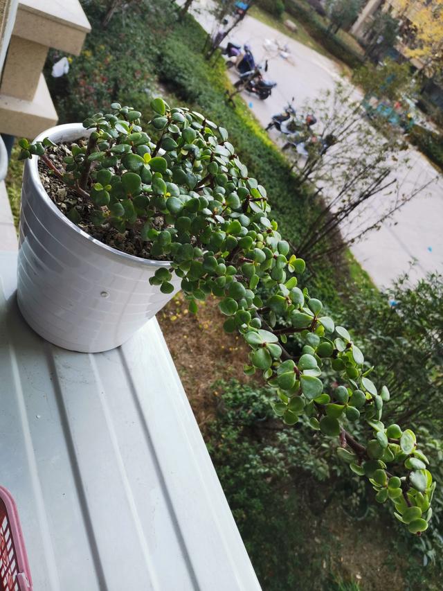 5月份给金枝玉叶换盆,金枝玉叶剃头后怎么才能快速生长