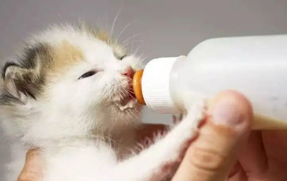 小猫喝羊奶拉的屎是白色的,小猫喝羊奶粉拉稀后要断粮吗