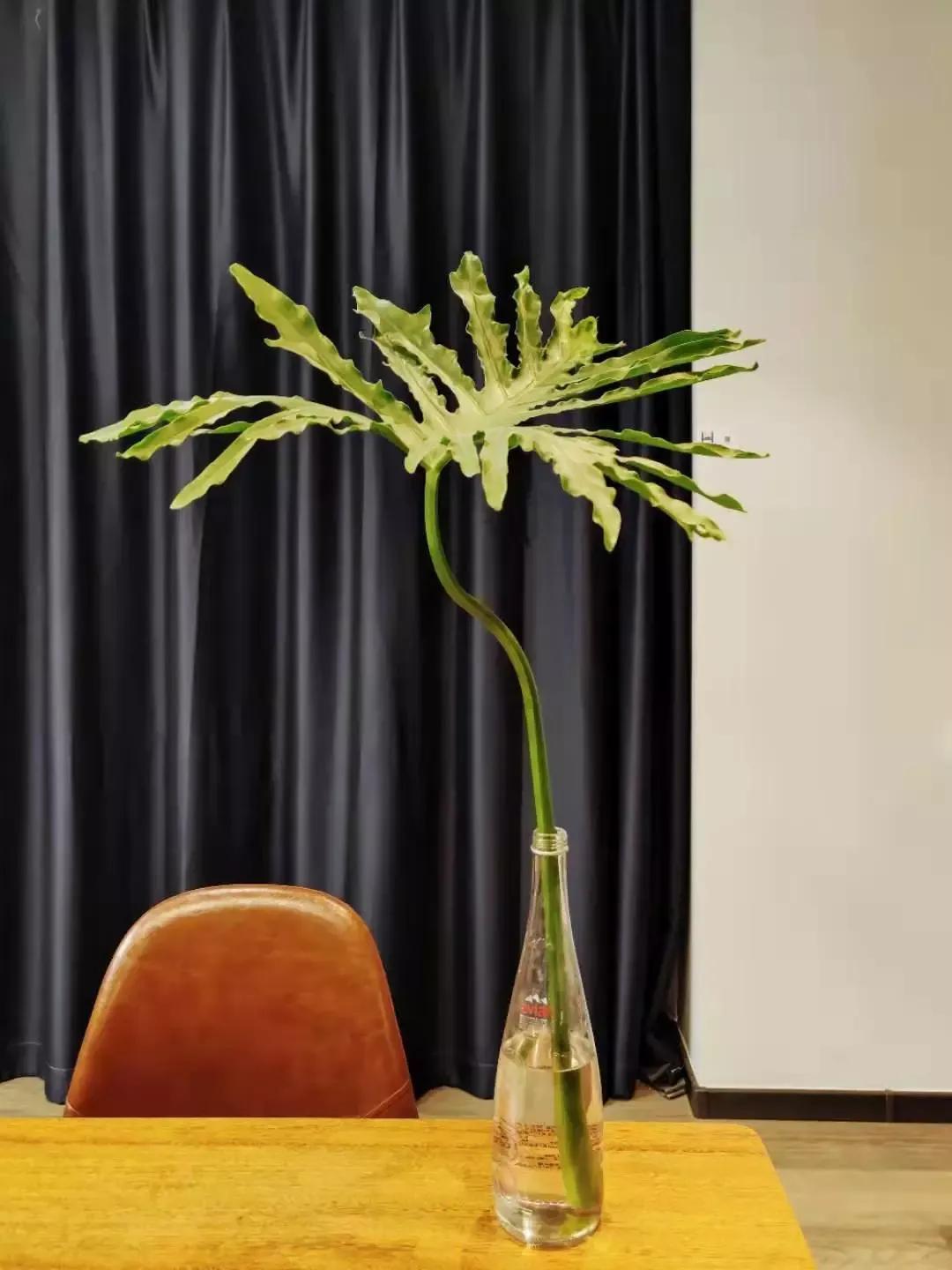 客厅实用盆栽植物有哪些,客厅一般放什么植物盆栽比较好