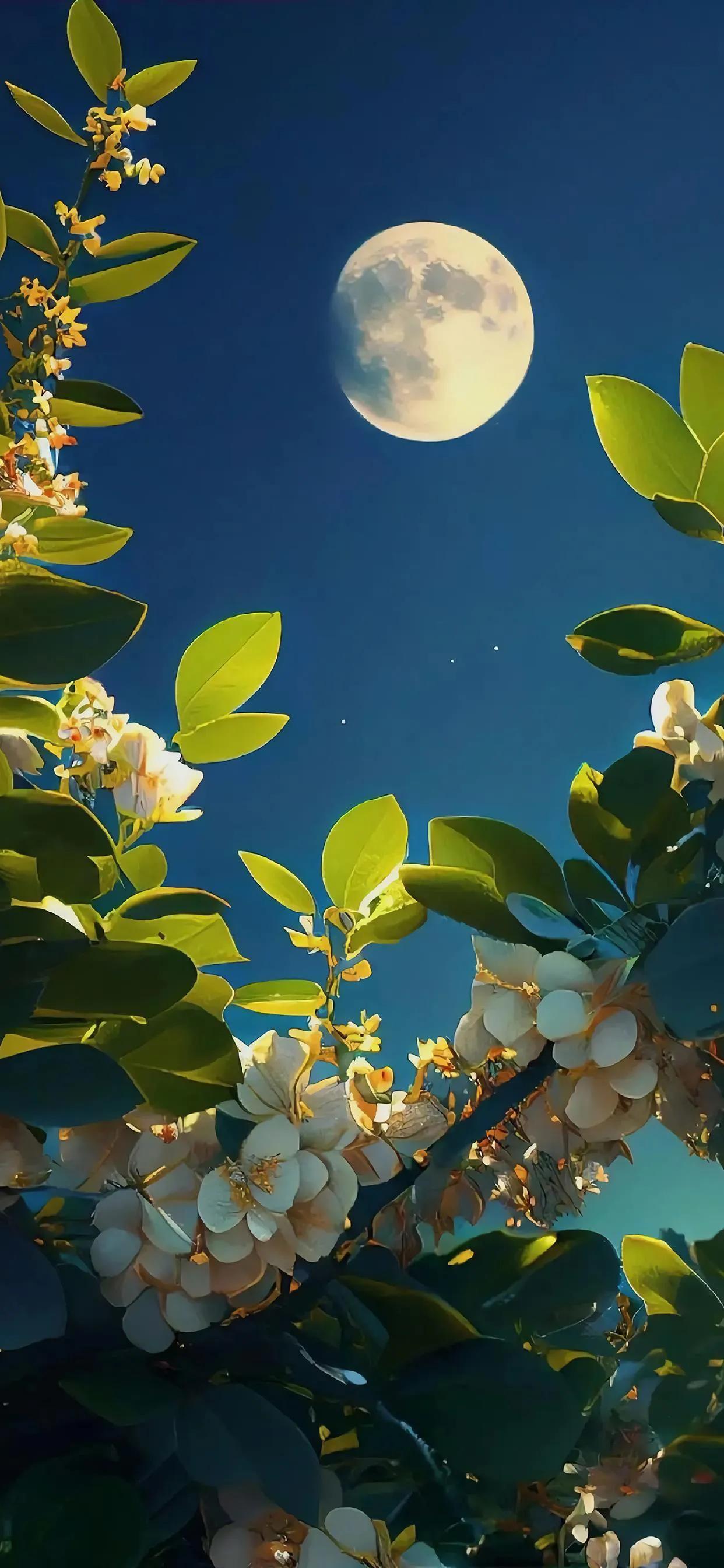 美丽的太阳高清手机壁纸,美丽的鲜花手机壁纸