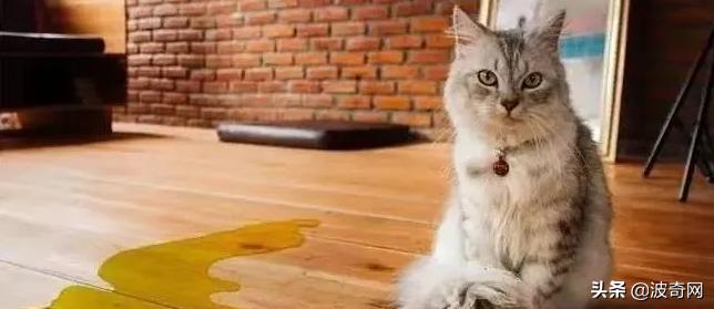 黑心狗厂,黑心宠物繁殖工厂