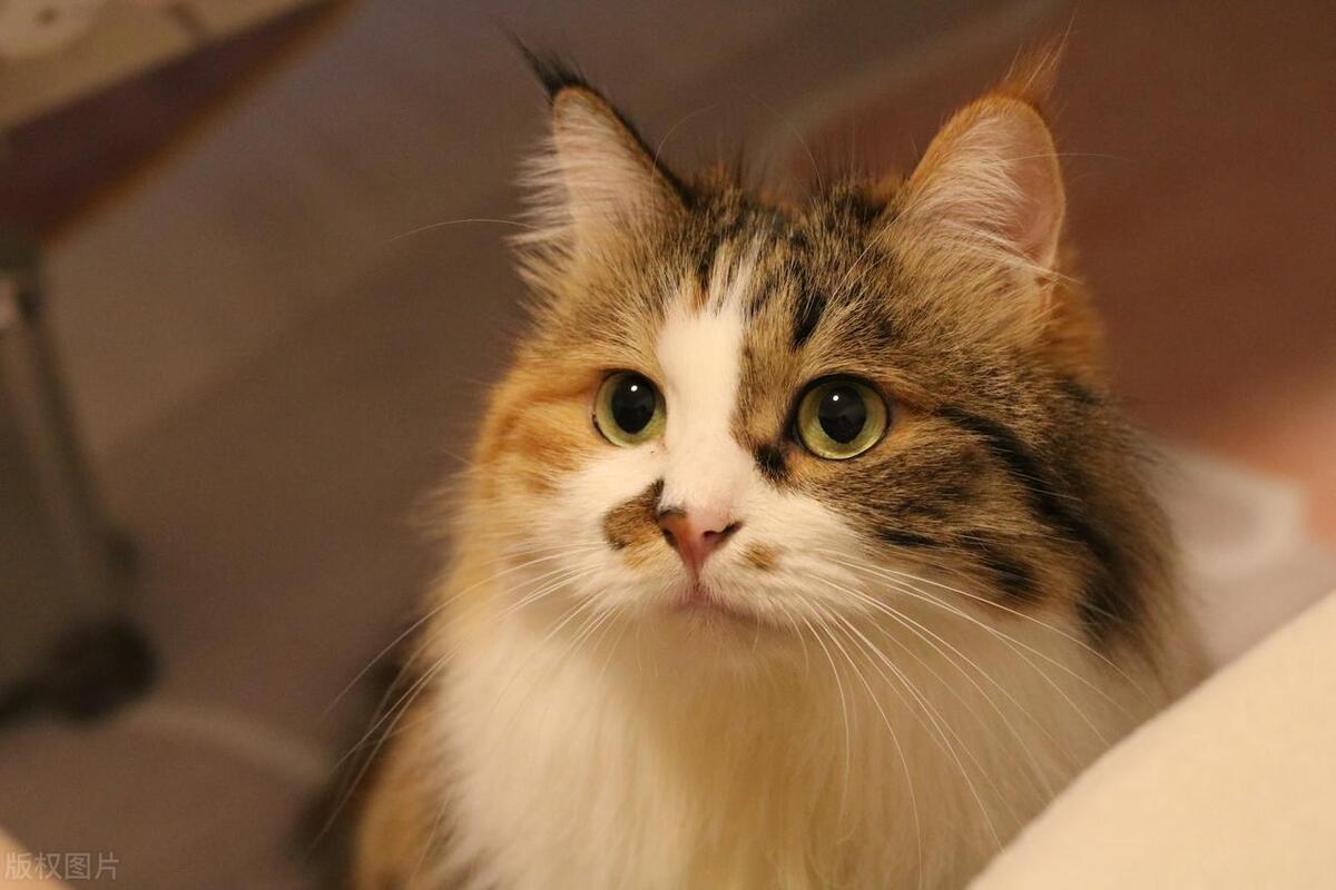 猫界的刘亦菲三花猫,三花猫界的刘亦菲