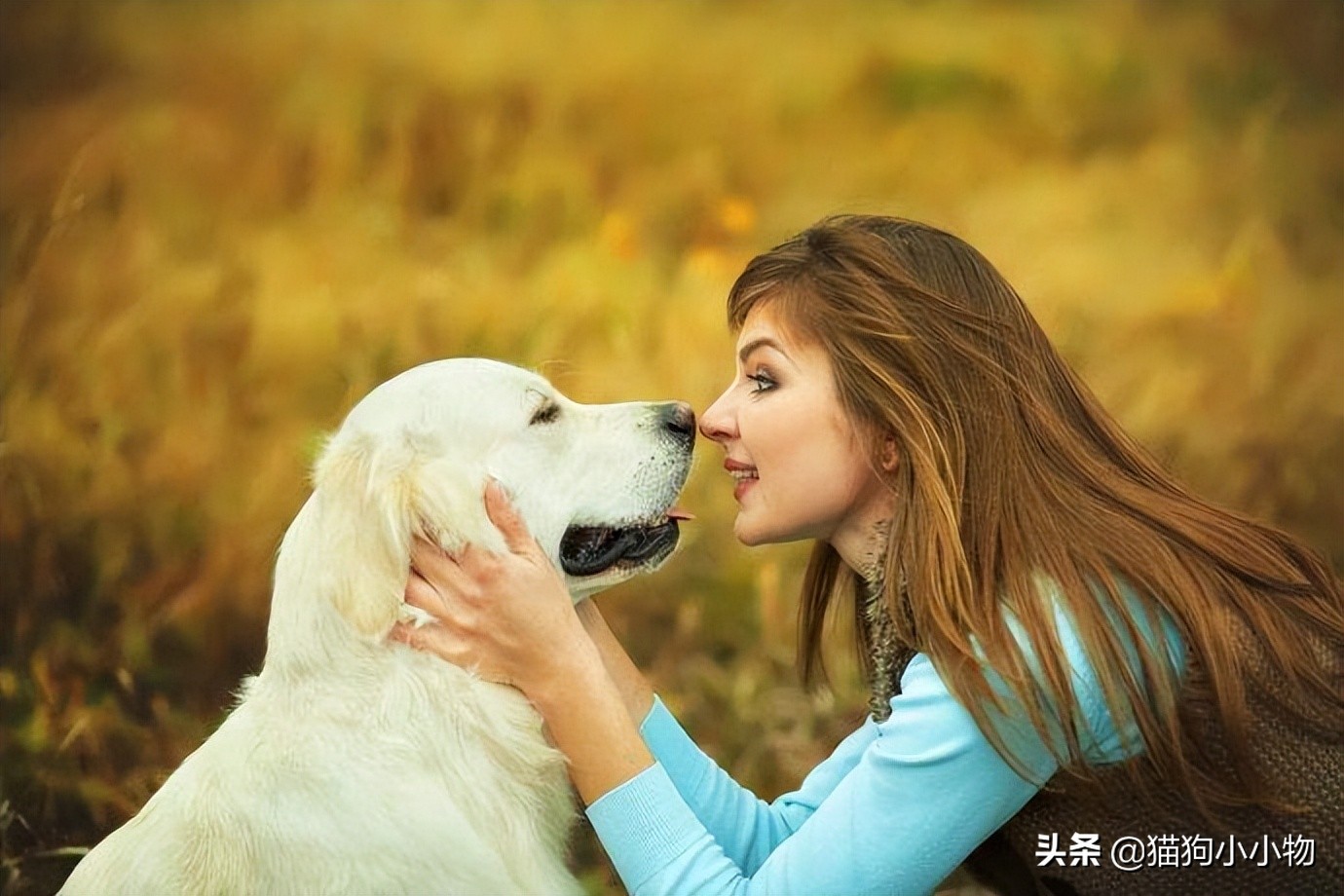 宝宝养狗狗的好处和坏处,养狗的好处和坏处有哪些呢