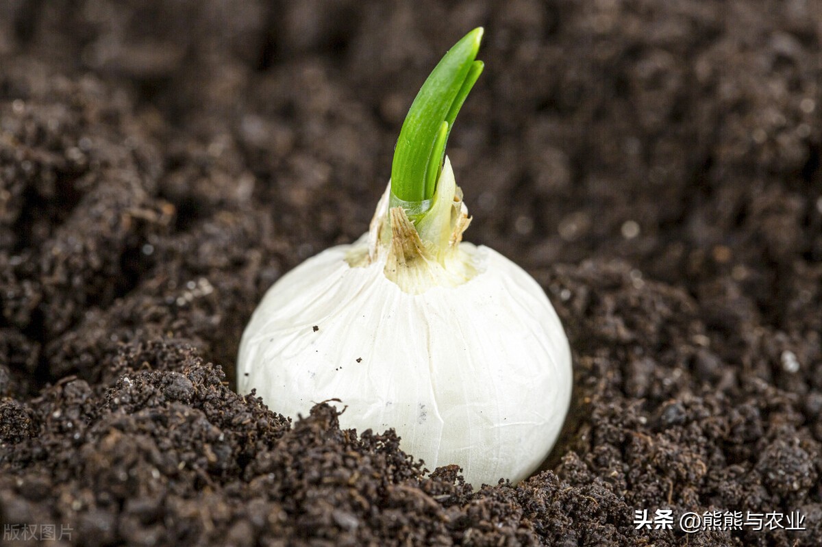 深栽茄子浅栽蒜谚语,茄子用大蒜种植技术
