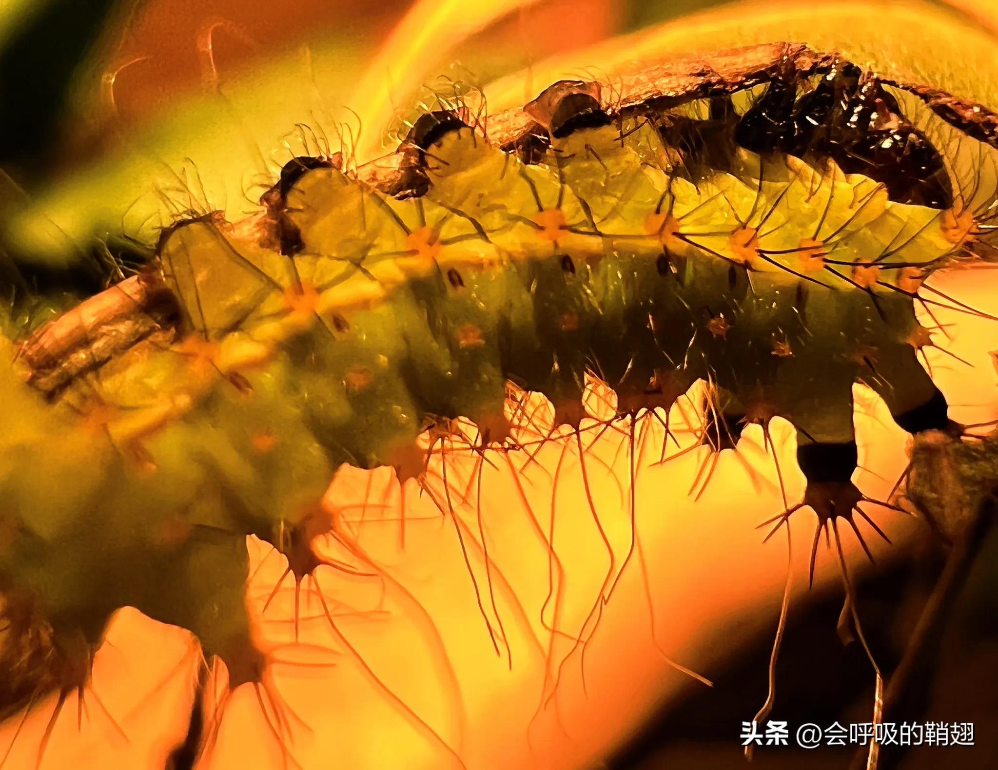 绿尾大蚕蛾怎么样驱除,大蚕蛾饲养记录