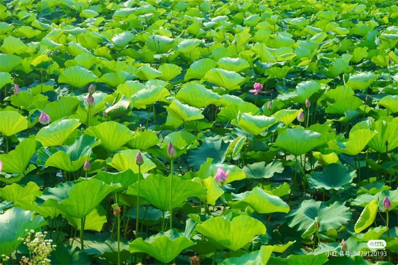 信阳荷花打卡地,信阳赏荷花视频