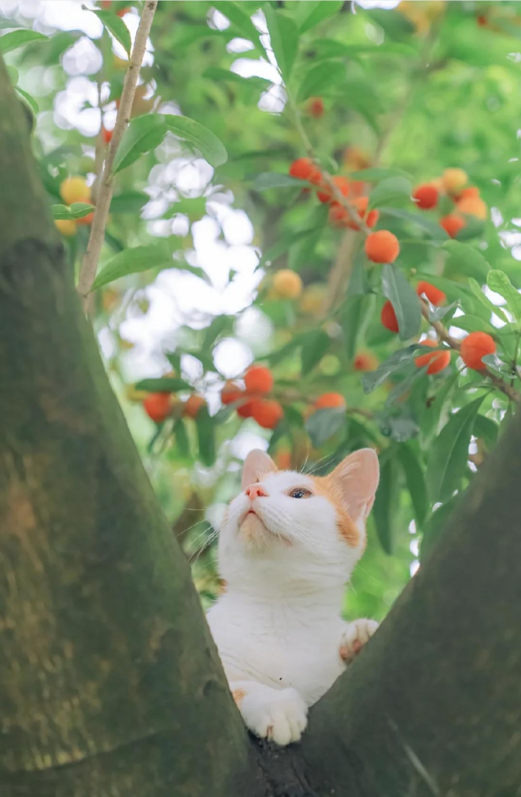 治愈系壁纸｜132张可爱小猫咪的样子