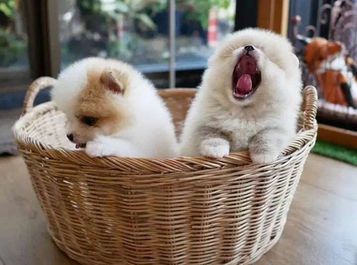 狗狗一直叼着玩具叫,狗狗老是叼着玩具是什么意思