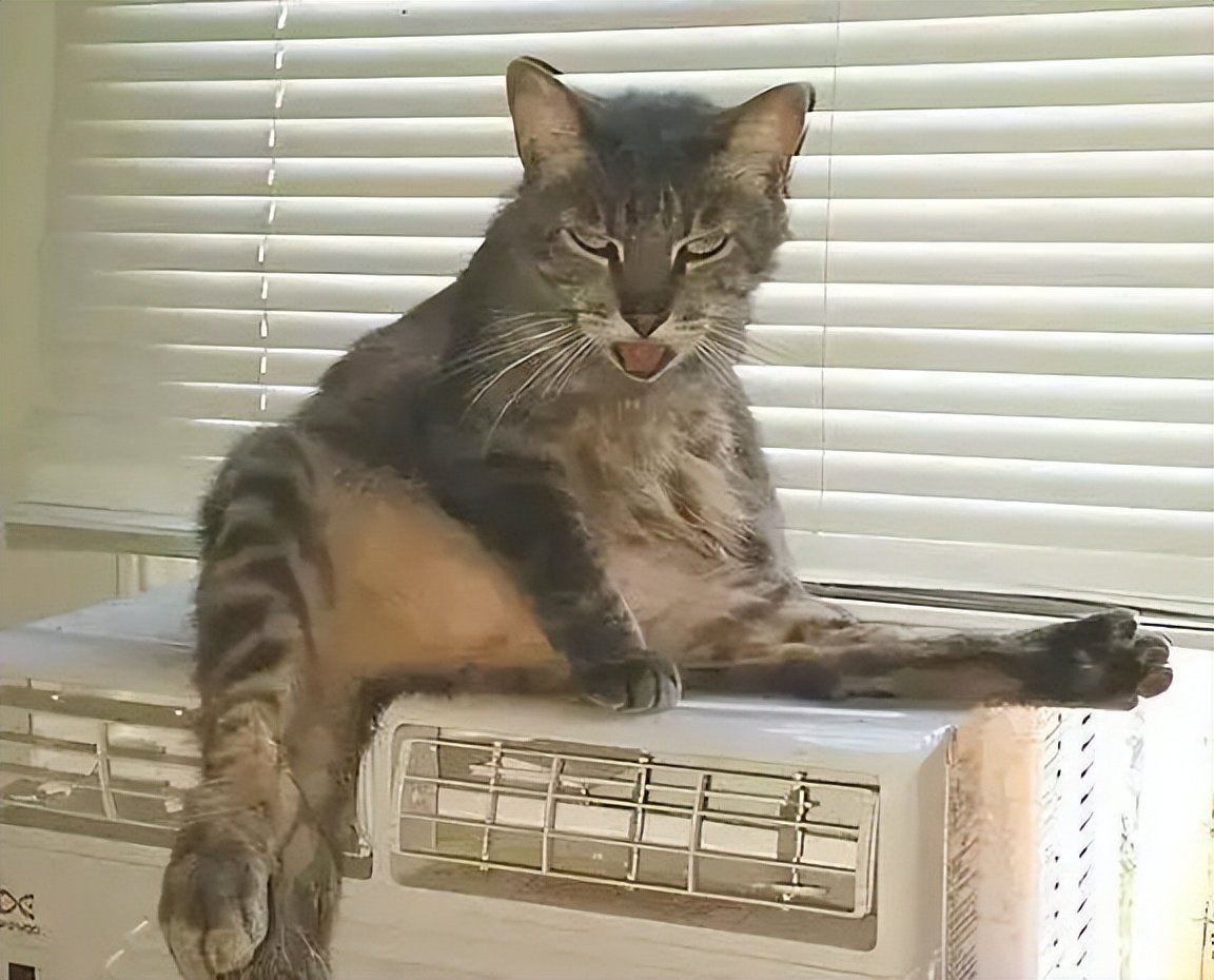 猫咪中暑的症状,猫咪中暑有什么表现