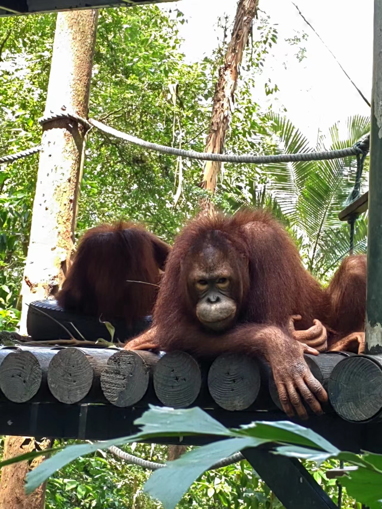 广州长隆遛娃游玩攻略,带小孩去长隆野生动物园怎么拍照