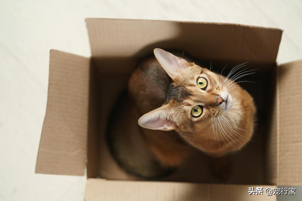 为什么猫咪喜欢啃玩偶,为啥猫咪喜欢咬纸箱
