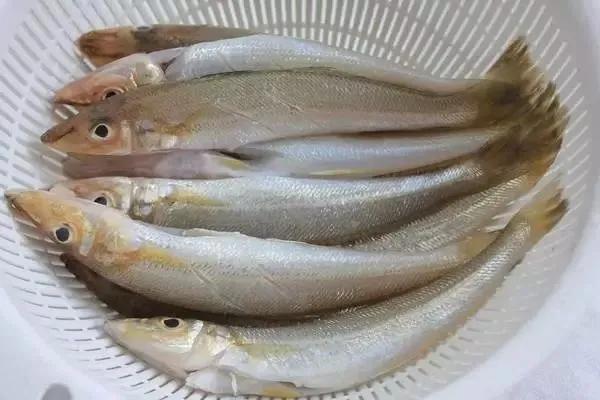 海鲜有什么品种的鱼类好吃,海鲜鱼类名字大全