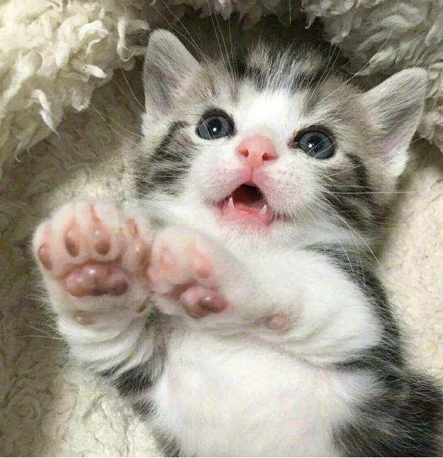 猫咪宝贝歌词,猫咪宝贝dj加长版迪厅