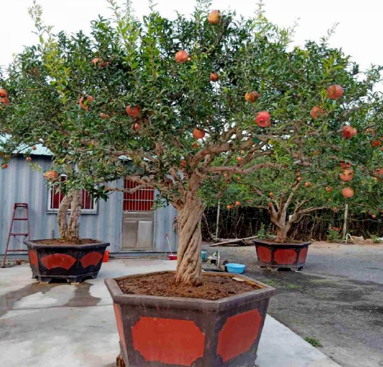 院落石榴树养护,石榴树风水与养护