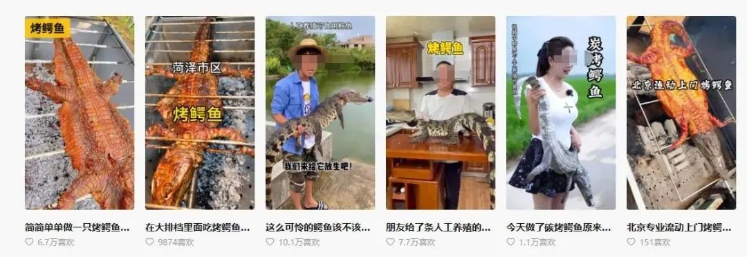 网红女主播吃大白鲨调查后续,网红被爆料吃大白鲨