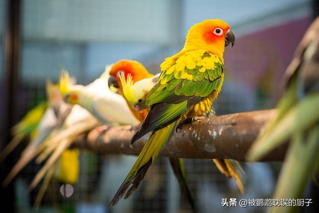 新手入门鹦鹉推荐,适合新手入门鹦鹉有哪些