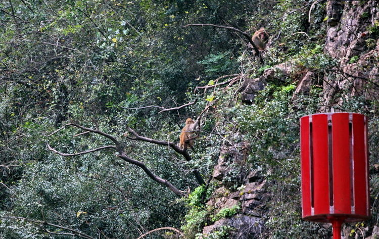 廿万公里六章，要看两岸猿声啼不住，只需要在大昌古镇150元租船