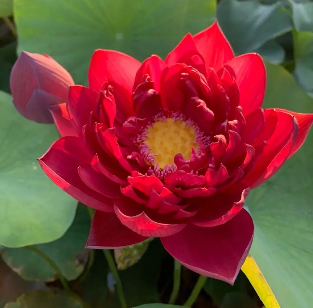 描写荷花别样红的诗句,关于荷花的诗句古诗名句