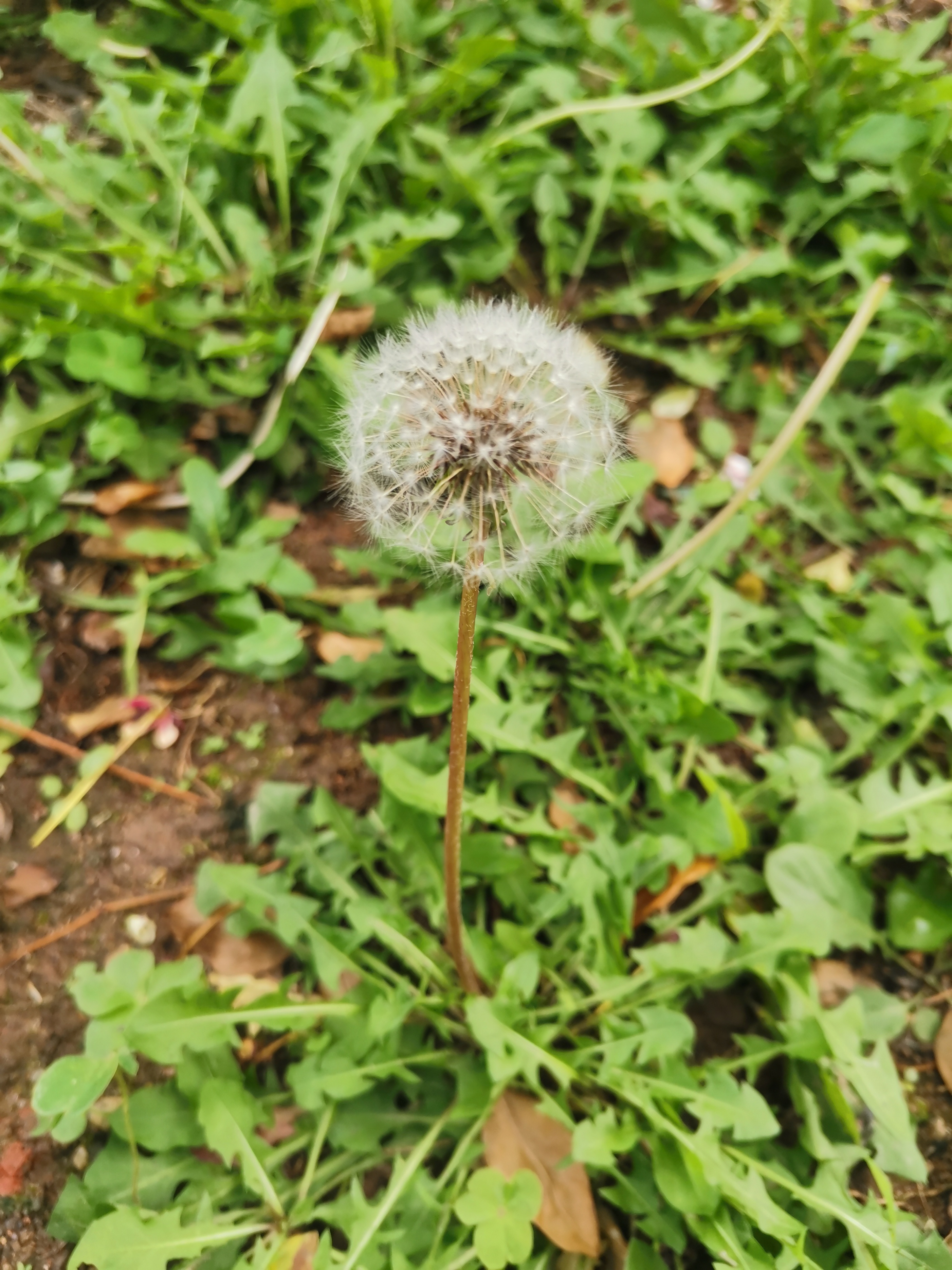 38妇女节文案高级,38妇女节文案女装