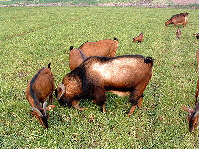 号称中国第一山羊,历40多年心血,它究竟好在哪里?