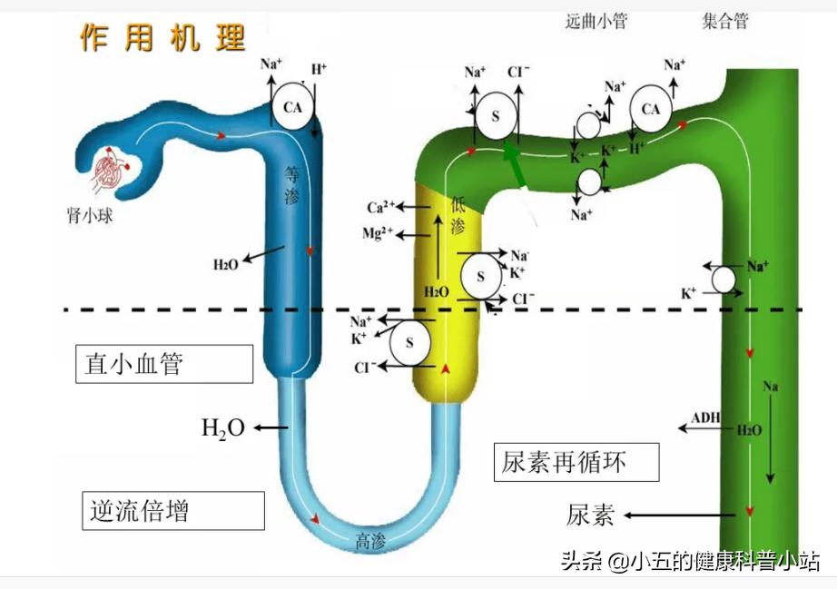 螺内酯片治疗慢性心衰的药量,高血压伴有心衰要不要服螺内酯片