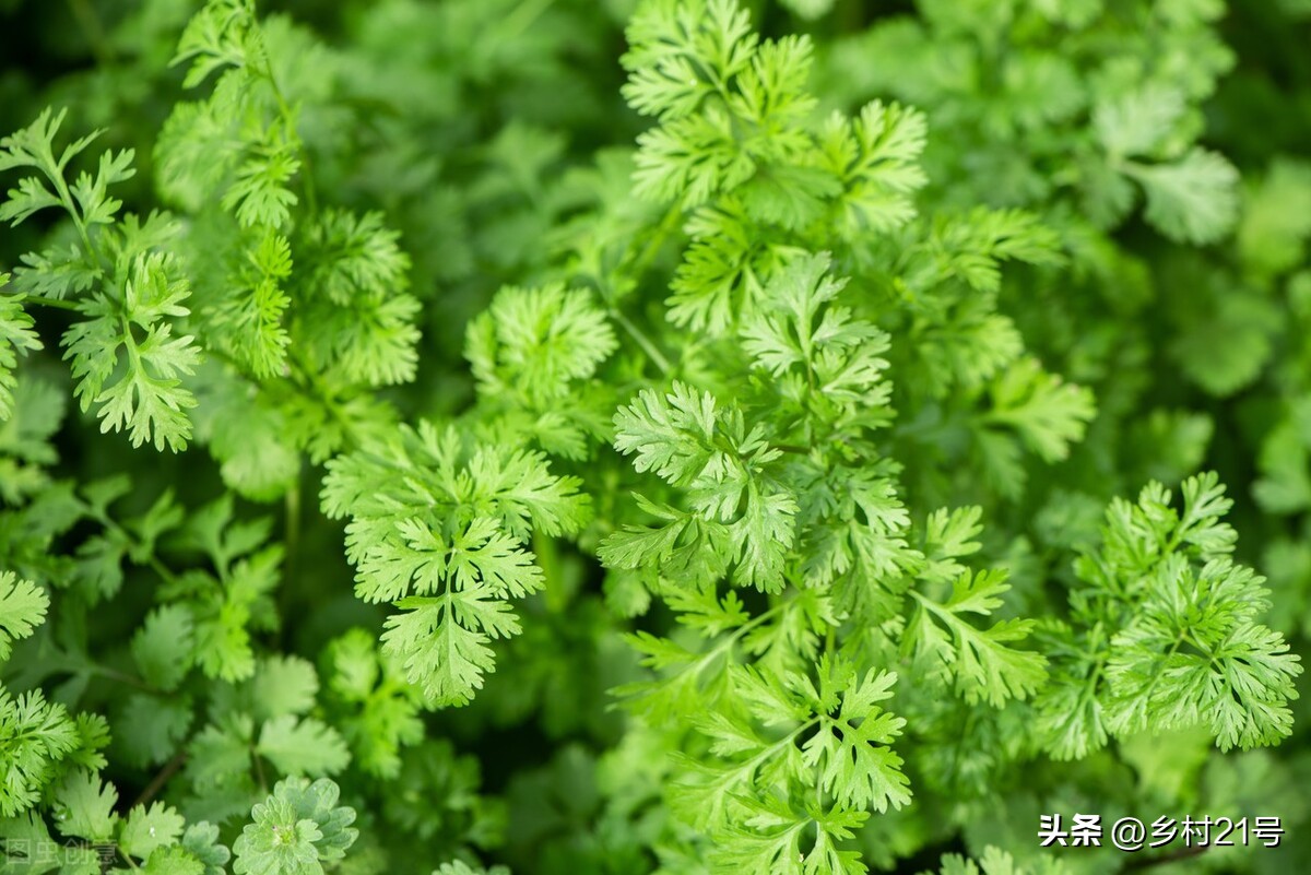 种植香菜的水肥管理,如何种植香菜能使香菜粗壮