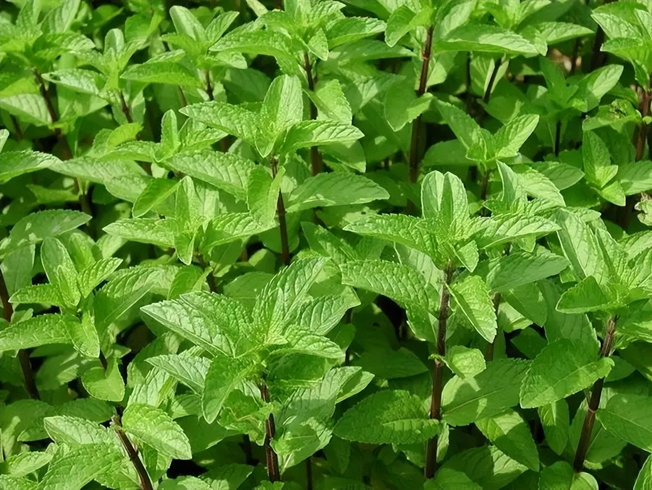 4种天气愈热生长愈快的花草，地栽种植很容易泛滥，种植要谨慎