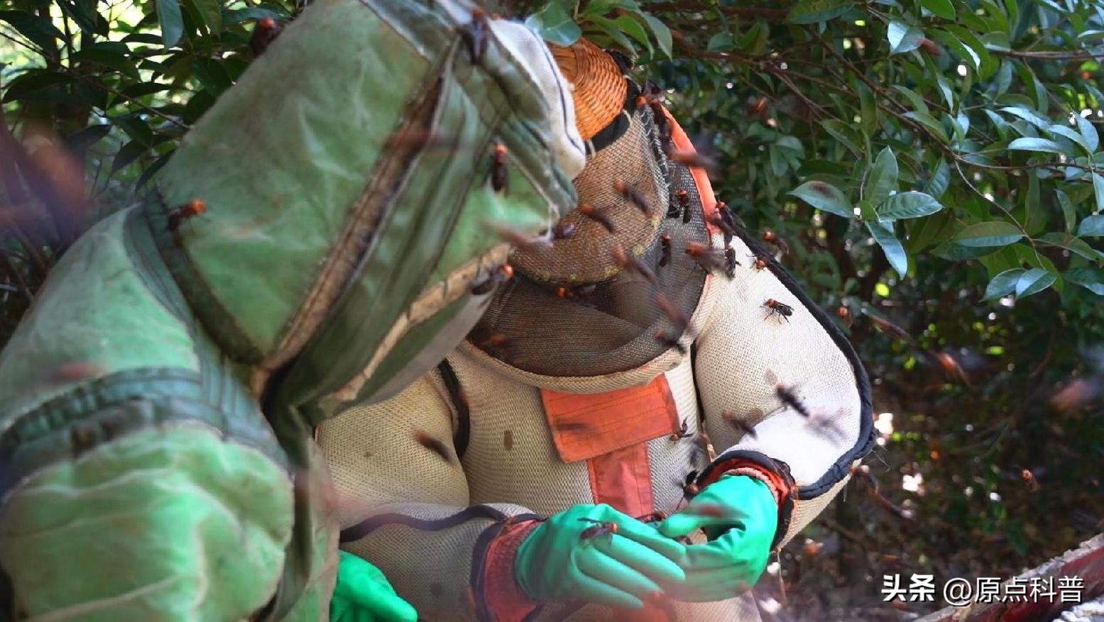 美国的昆虫入侵,盘点入侵美国的七大昆虫