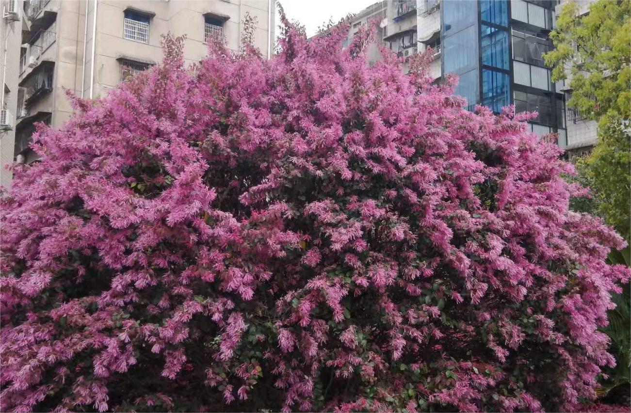 花园种花是儿歌还是童谣,花园种花儿歌创编