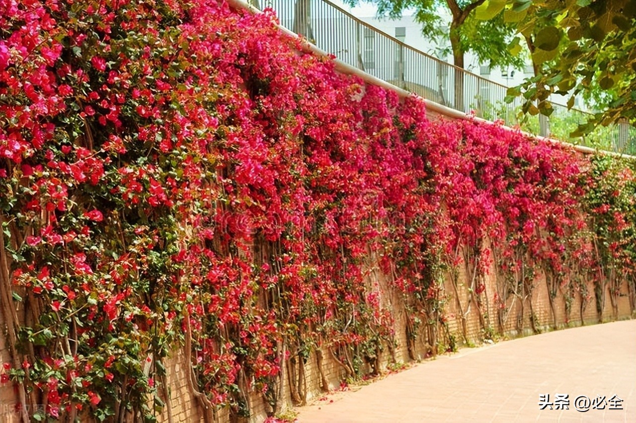 绿篱的种植标准,常见绿篱浇水及修剪要求