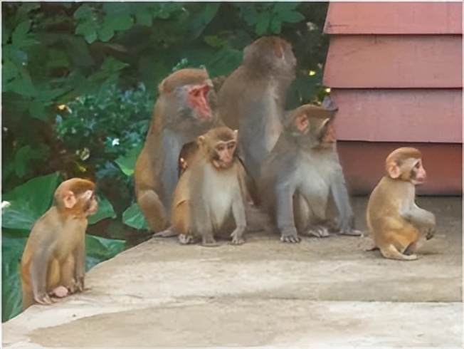 家底大揭秘！深圳究竟有多少“神奇生物”？