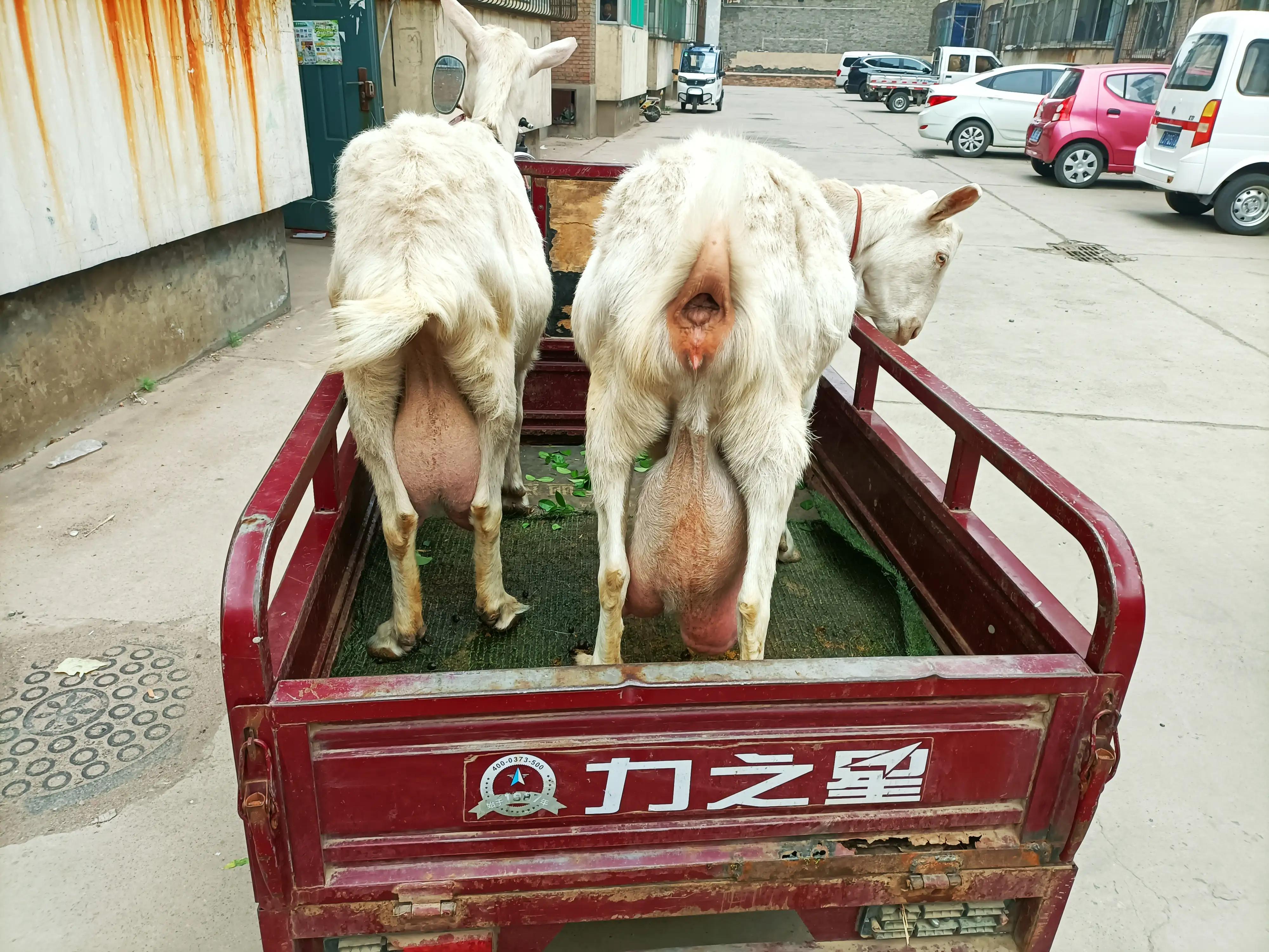 农村养奶羊卖鲜羊奶,三只羊卖羊奶一天能卖多少钱